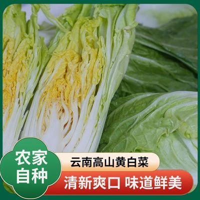 新鲜黄心大白菜当季包心菜抱头白黄心菜长白菜青叶白菜黄心菜