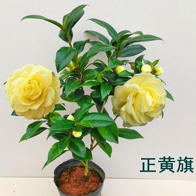 正黄旗名贵品种黄色山茶花大花型福建龙岩室内外阳台四季绿植花卉