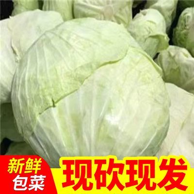 正宗的莲花白包包菜扁包菜平包菜现砍现发带老叶当季湖北襄阳