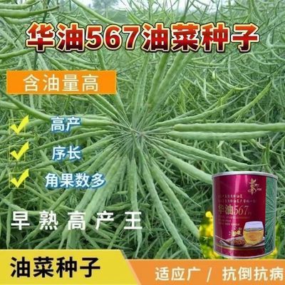 华油567油菜种子纯花籽早熟高油率罐装油菜籽高产新品甘蓝型杂交