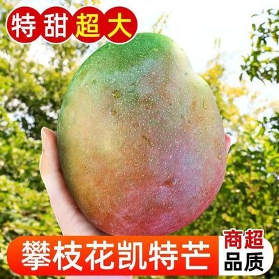 【超大果】四川攀枝花凯特芒大芒果新鲜孕妇水果奶茶店特大芒果