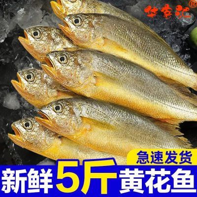 【特大号】小黄鱼新鲜冷冻正宗黄花鱼冰鲜海鲜水产商用深海鱼烧烤