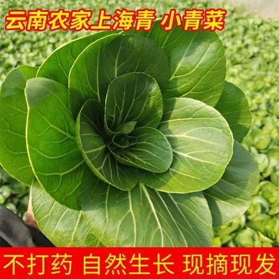 当季蔬菜上海青矮脚菜青油菜现采现发无冻伤黑小油菜新鲜蔬菜