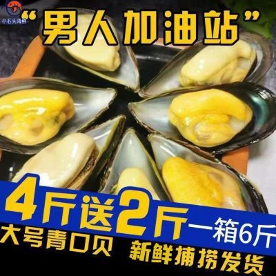 青口贝鲜活海鲜整箱水产批发海虹鲜活贝类3斤6斤一箱大号特大号