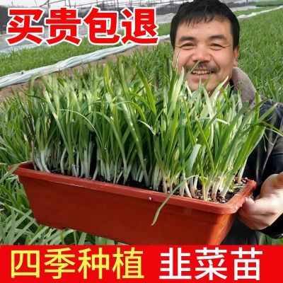 四季韭菜根苗现挖大宽叶紫根香韭菜根苗四季可种好养庭院阳台韭黄