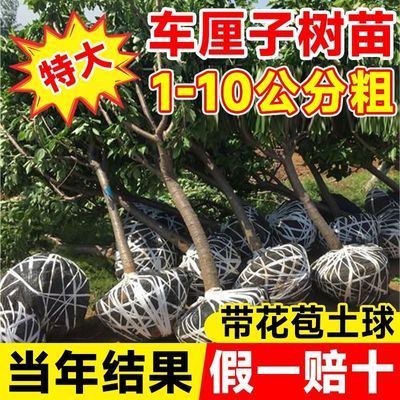 正宗车厘子树苗樱桃树苖大樱桃苗南方北方种植水果树果苗当年结果