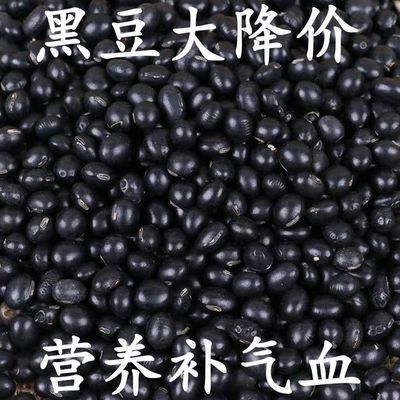 五斤特价】黑豆打豆浆专用养生黑豆生豆芽五谷杂粮批发10g