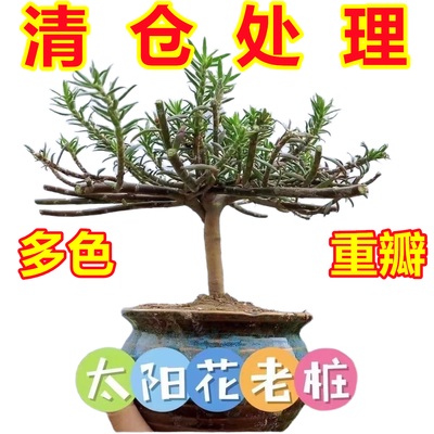 【多色重瓣】太阳花浓香超老桩耐高温植物室内外庭院多季开花光照