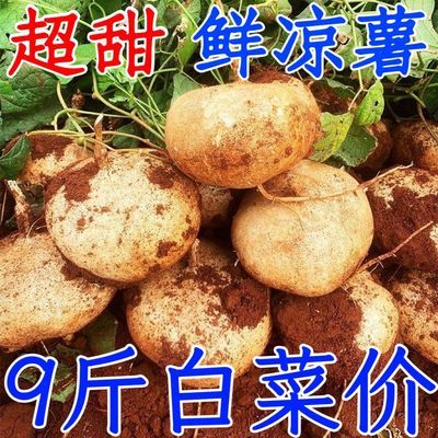 湖北新鲜当季现挖凉薯白地瓜生吃脆甜白心红薯板栗薯番薯水果大果