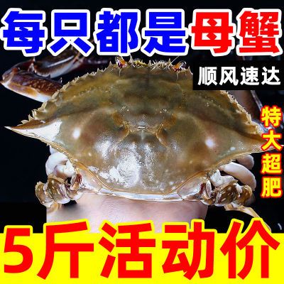 【特大母蟹有肉包肥】梭子蟹野生螃蟹新鲜液氮冷冻二母蟹海鲜批发