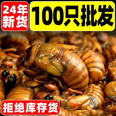 山东特产油炸知了猴野生新鲜知即食金蝉活冻鲜活蝉蛹知了蝉爬叉猴