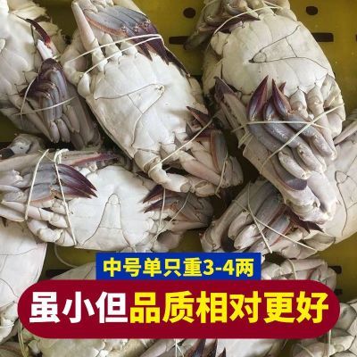 【甄选精品】冷冻东海梭子蟹新鲜海捕梭子蟹液氮速冻海鲜批发