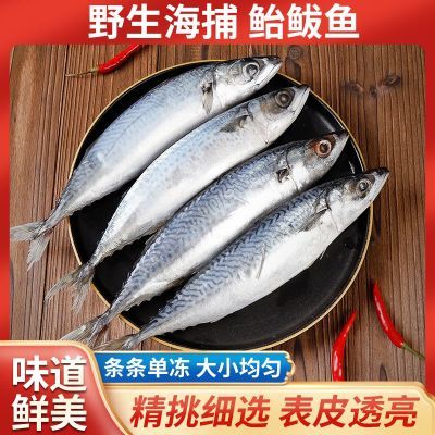 海捕新鲜冷冻鲐鱼青占鱼青花鱼鲐鲅鱼小青鱼青甘鱼鲅鱼青岛国产