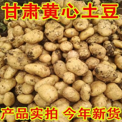 当季黄心土豆5斤新鲜新土豆黄皮土豆洋芋马铃薯黄肉定西沙糯土豆