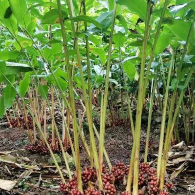 自家苗圃草果树秧批发三年挂果云南大红草果怒江草果苗药材香南方