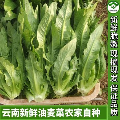 油麦菜新鲜云南凤尾菜生菜高原种植蔬菜沙拉菜绿叶生菜自种蔬菜