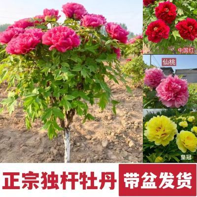 牡丹花苗独杆牡丹洛阳正宗观赏牡丹耐寒易活原盆原土发货