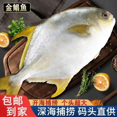 【特新鲜】新鲜特大号金鲳鱼平鱼大昌鱼鲳鳊鱼深海鱼海捕整箱包邮