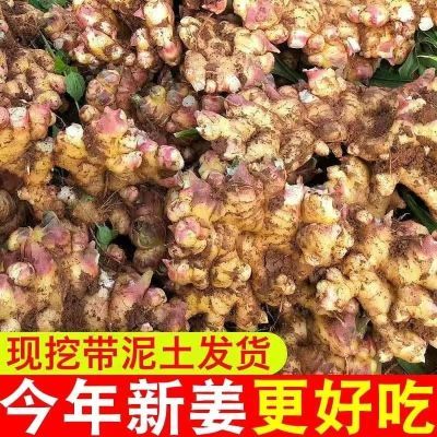 【特价抢购】云南小黄姜新鲜现挖生姜老姜嫩姜特级月子姜批发1斤