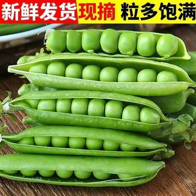 现摘现发云南新鲜碗豆带壳碗豆水果碗豆青豌豆甜脆碗豆荚农家蔬菜