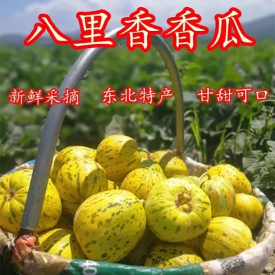 东北黑龙江农家自种香瓜脆甜八里香头茬花蕾香瓜应季新鲜水果甜瓜