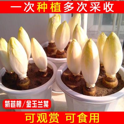 【25天采收】金玉兰菜菊苣根盆栽绿植室内外种植【9月20日发