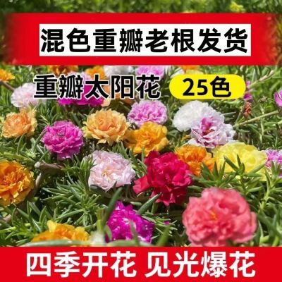 .进口重瓣太阳花苗混色四季开花植物阳台外院好养花卉鲜花带花苞