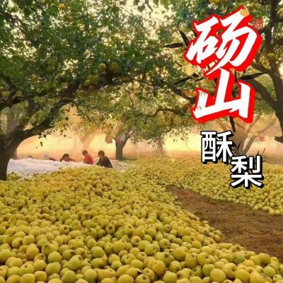 【正宗】安徽砀山酥梨当季新鲜水果脆甜皮薄多汁时令直发止咳特级