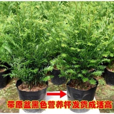 红豆杉盆栽中药材四季耐寒室外室内花卉阳台净化空气植物桌面绿植