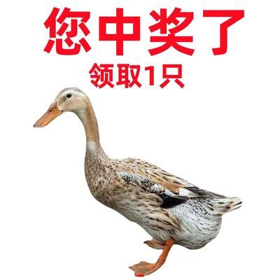 【领取中】农家散养大鸭子鸭肉新鲜现杀嫩鸭麻鸭老鸭鸭血鸭子整只