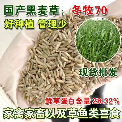 冬牧70黑麦草种子耐寒高产猪牛羊鸡鸭鱼鼠兔畜禽牧草籽四季黑麦草