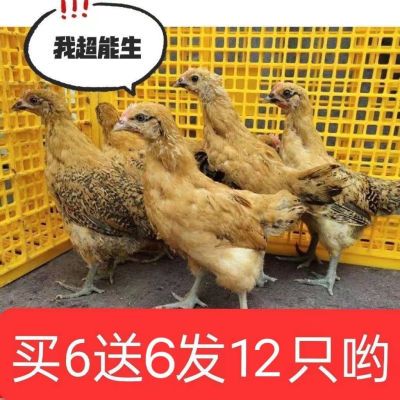 活体家养小鸡半斤鸡产蛋王土鸡青脚鸡大品种鸡产蛋王鸡下蛋母鸡【15天内发货】