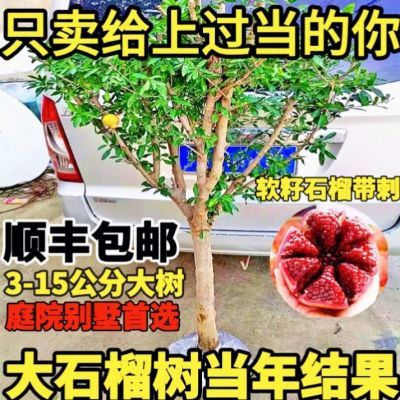 突尼斯软籽甜石榴树苗抗寒南北方庭院别墅盆栽地栽石榴树镇宅果树