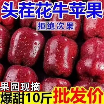 【2024爆甜】正宗甘肃天水花牛苹果蛇果新鲜水果粉面脆甜整箱