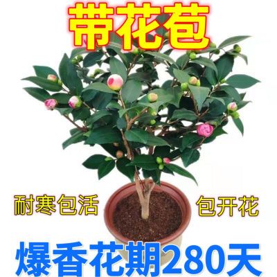 带花苞香妃山茶盆栽正品浓香型树苗五色赤丹茶花阳台耐寒老桩花卉