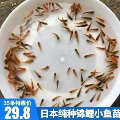 1-3厘米锦鲤鱼苗幼苗发财鱼观赏鱼金鱼红白三色火鲤大正昭和白写