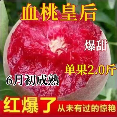 新品嫁接血桃树苗大果离核水蜜桃南方北方地栽盆栽种植大桃子果树