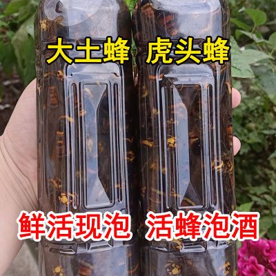 野生鲜活虎头蜂活蜂现泡马蜂黄蜂金环新鲜胡蜂大黄蜂土蜂泡酒正品