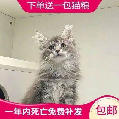 长毛纯种缅因猫幼猫活的超萌棕银虎斑挪威森林猫便宜巨型大型宠物