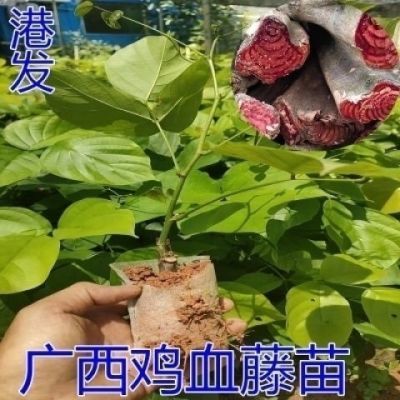 鸡血藤苗密花豆风紫梗藤马鹿花南方庭院种植带土三叶鸡血藤树苗