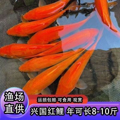 大品种兴国红鲤鱼苗可食用淡水养殖荷包黑鲤鱼草鱼皖鱼花鲢苗包活