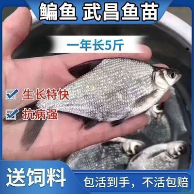 武昌鱼苗鳊鱼苗淡水养殖食用扁鱼苗活体三角鲂团头鲂边鱼苗超好养