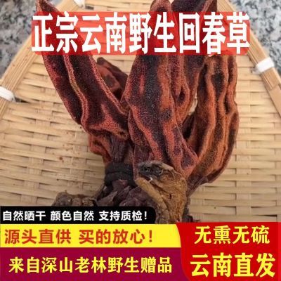 正宗回春草不老草云南特级野生顶天柱泡茶水中药材野生回春草105g