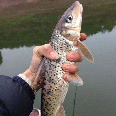 正宗花骨鱼苗水花淡水好养活马驹子季郎鱼花菇鱼小麻鱼苗野生花苗