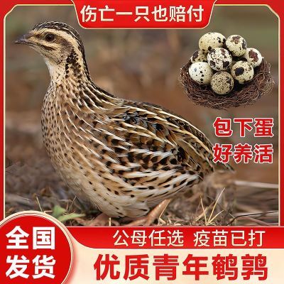 青年产蛋鹌鹑青年产蛋王简单易养阳台宠物养殖场直销包邮包活到家