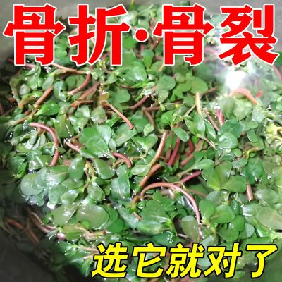 【接骨一绝】骨折骨裂专用促进骨痂生长脚踝崴伤活动困难肖肿止痛