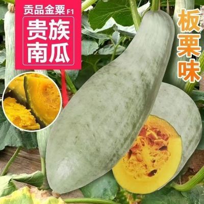 【新疆贵族南瓜包邮】24年当季沙漠种植板栗味无丝粉糯甜产地发