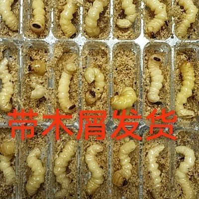 柴虫 新鲜活体虫贵州画眉鸟松树小头木虫天牛幼虫提性壮膘虫50条