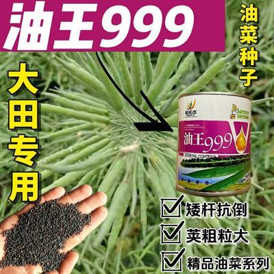 正宗油王999原装油菜种子矮杆耐寒抗病高产早熟产正品优质油菜籽