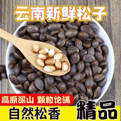 云南新鲜松子纯天然原味新货特产颗粒薄壳散装批发坚果【9月25日发完】